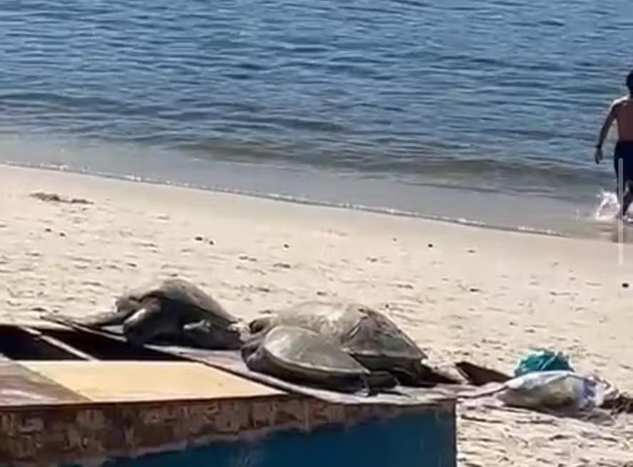 Três tartarugas são encontradas mortas na Praia da Boa Viagem, em Niterói